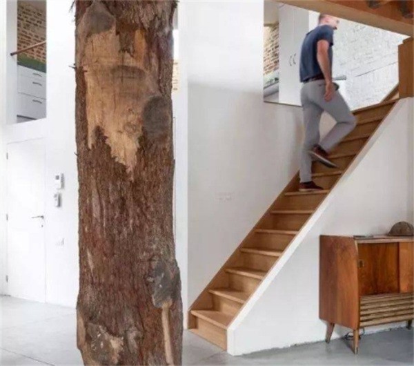千年树.楼梯