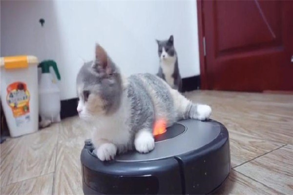 猫和扫地机器人