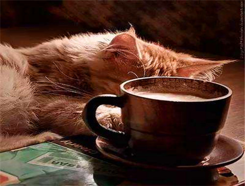 午后猫咖啡