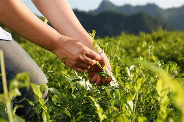茅岩莓茶保健品加盟