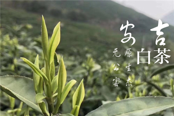 安吉白茶加盟