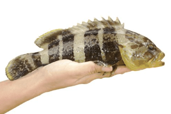 三湾塘生态斑鱼