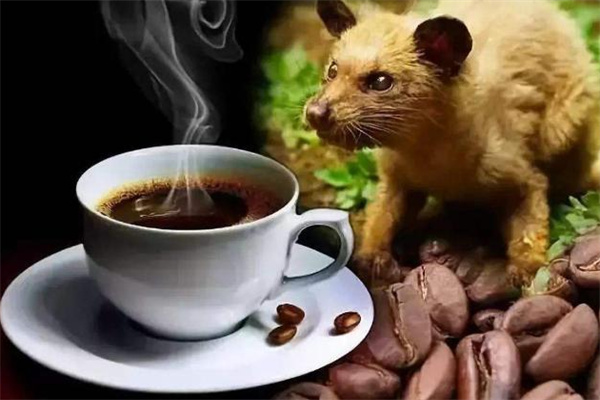 麝香猫咖啡加盟