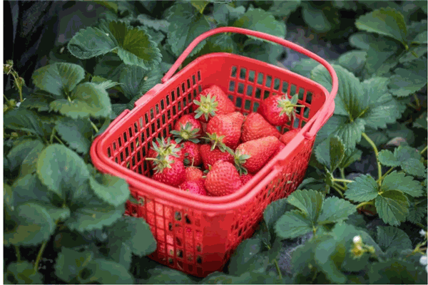 初遇草莓种植园