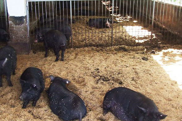 黑猪养殖加盟
